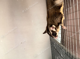 Sugar gliders