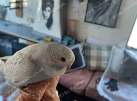 Blue Grey Baby Budgie &ndash; 8 Weeks Old