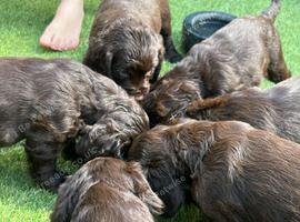 Adorable Cocker Spaniel  puppies loking for a forever  home