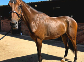 Top class prospect, 3yr Gelding