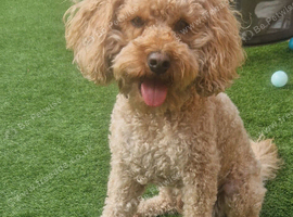 Cavapoo