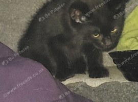 Male kitten