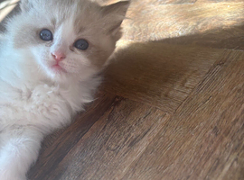 Ragdoll kittens