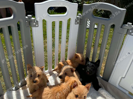 Scottish terrier puppies