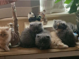 Stunning British Longhair Kittens