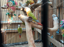 Conures for sale