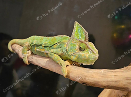 Adult Female Yemen Chameleon