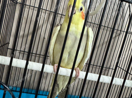 Beautiful Male Cockatiel for sale