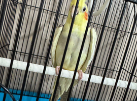 Cockatiel for sell