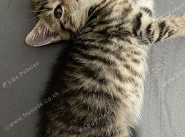6 weeks old !! 5 beautiful!! British  Shorhair x kittens