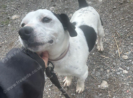 Tr coloured boy available for stud