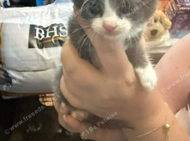 2 beautiful kittens 1girl & 1 boy