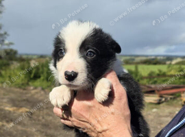 Sheepdog pups