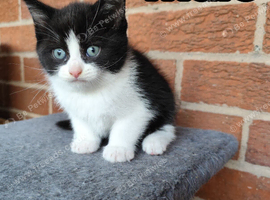 British Shorthair cross kittens