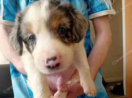 Bearded collie/smoothe blue merle collie mix puppies