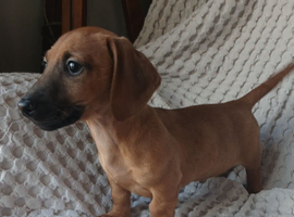 Dachshund X Jack Russell puppies