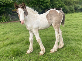 Shire X Traditional Filly to make over 15.0 hh