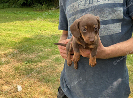 Miniature dachshunds puppies