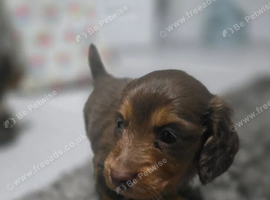 Beautiful Miniature Long Haired Dachshund Puppies