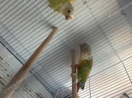Pair of conures