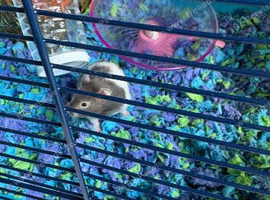 Syrian hamster and everything you need