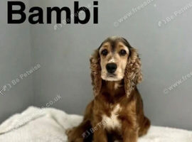 Bambi litter of 3 puppies left now ready