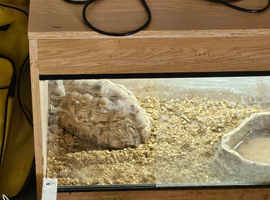 7yr old tortoise for sale