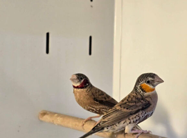 Cut-Throat Finches,15