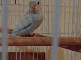 Parrotlets green & blue