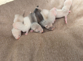Ferret kits