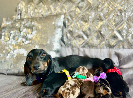 5 Miniature duschund puppies