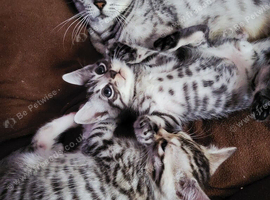 Very beautiful Bengal kittens in rare colors.