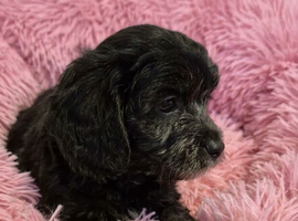 F1 Cavapoo puppies