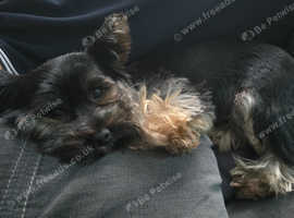 Yorkshire terriers study,mini