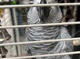 African grey great talker
