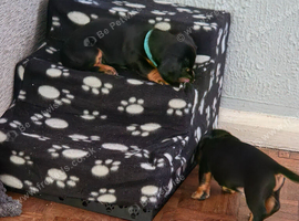 6 beautiful puppies looking for there forever lap