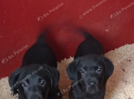 Adorable  FEMALE  Black Labrador puppies ready now.