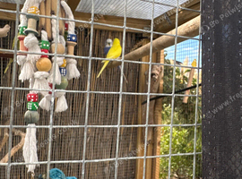 Juvenile Budgies For Sale