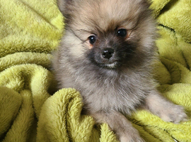 Pomeranian puppies ready now 2 males
