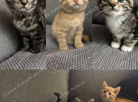 Kittens ready this weekend
