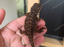 Baby red monster bearded dragons