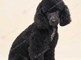 Gorgeous toy poodle