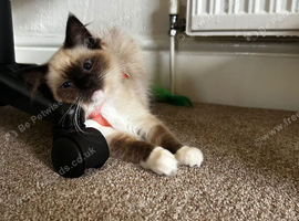 Toffee, Seal Mitted Ragdoll.