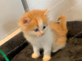 Six absolutely stunning Persian Kittens