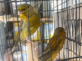 Yorkshire canaries for sale