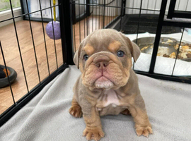 KC registered English Bulldogs