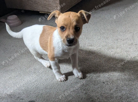 Jack Russell rare colours only two left reduced