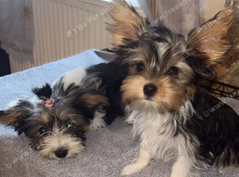 Yorkshire terrier/Mini/Particoloured/Traditional