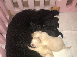 Teddy bear pomapoos