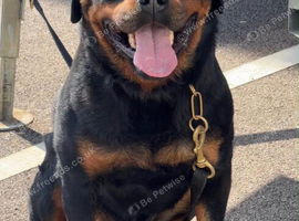 Pure German Rottweiler Male For Sale